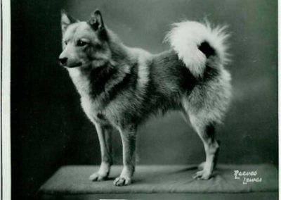 Old Spitz Type 1939