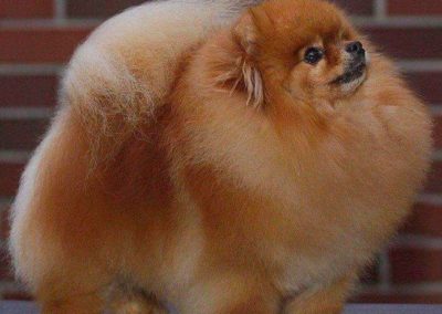 Pomeranian 2