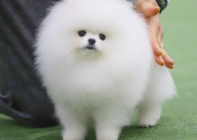 Pomeranian 3