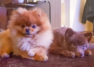 Pomeranian&ExoticSpitz 1